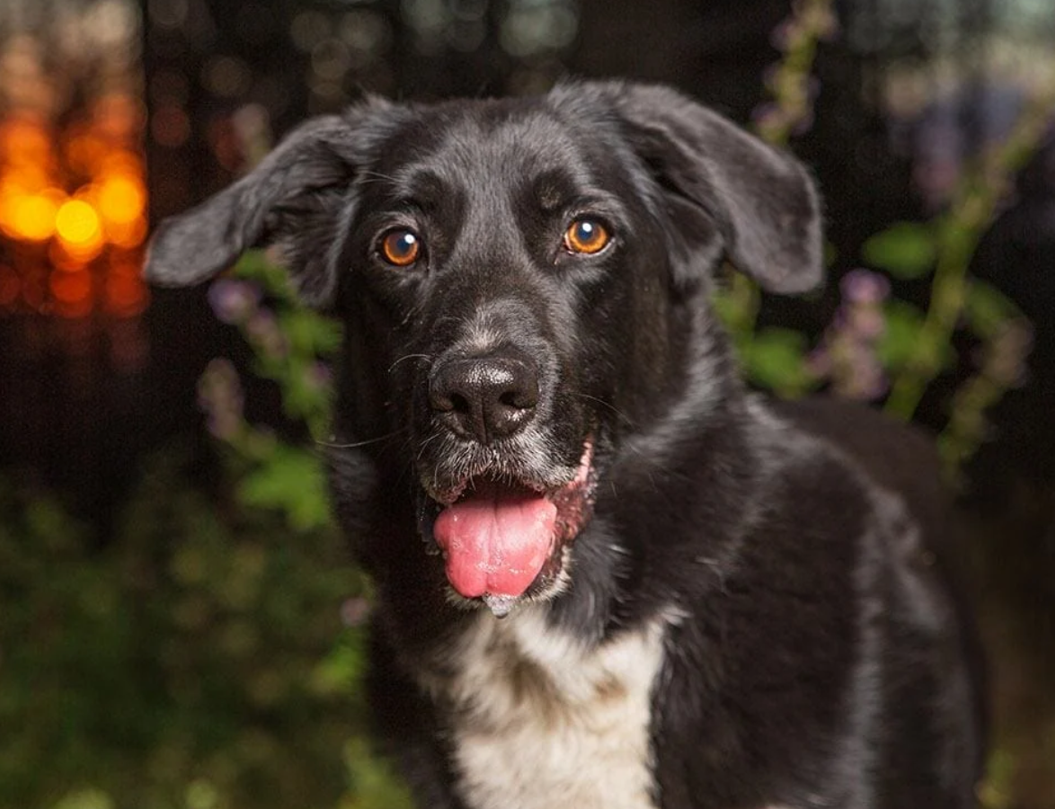 Borador (Border Collie x Labrador Retriever)